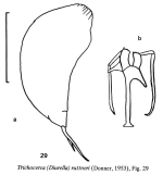 Trichocerca ruttneri