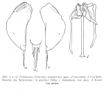 Trichocerca ruttneri - Original description image