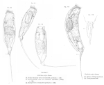 Trichocerca scipio