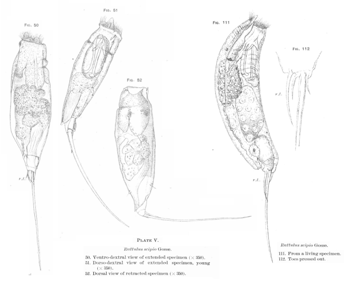 Trichocerca scipio Trichocerca scipio