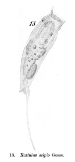 Trichocerca scipio