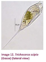 Trichocerca scipio