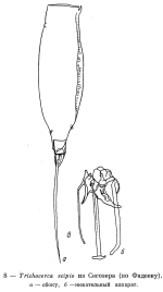Trichocerca scipio