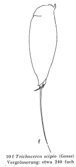Trichocerca scipio
