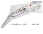 Trichocerca scipio