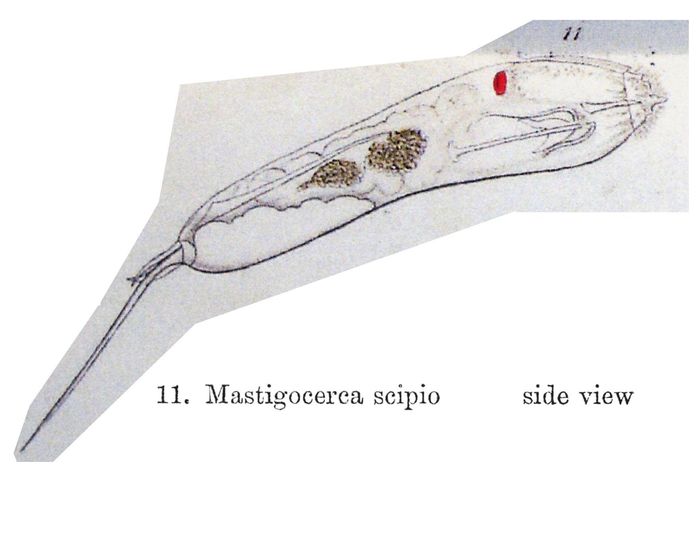 Trichocerca scipio Trichocerca scipio