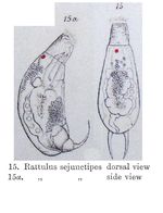 Trichocerca sejunctipes - Original description image