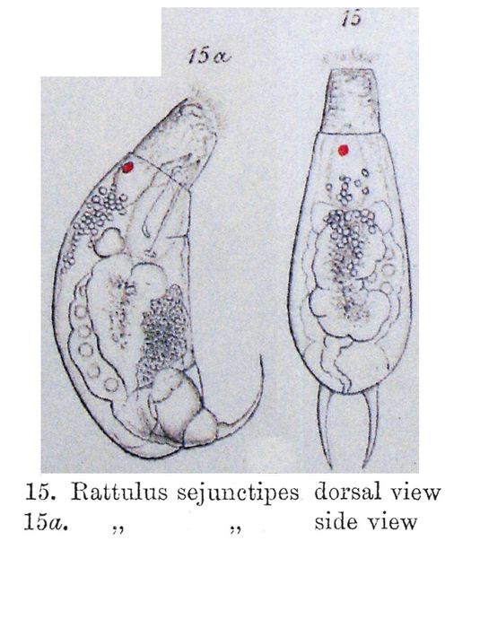 Trichocerca sejunctipes Trichocerca sejunctipes