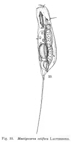 Trichocerca setifera