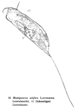 Trichocerca setifera
