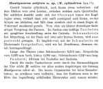 Trichocerca setifera - Original description image