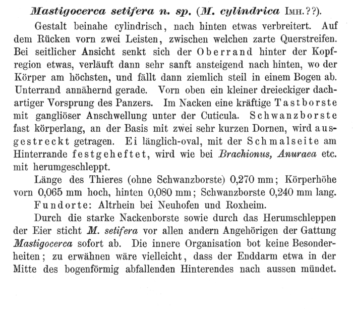 Trichocerca setifera - Original description image