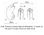 Trichocerca siamensis