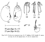 Trichocerca siamensis