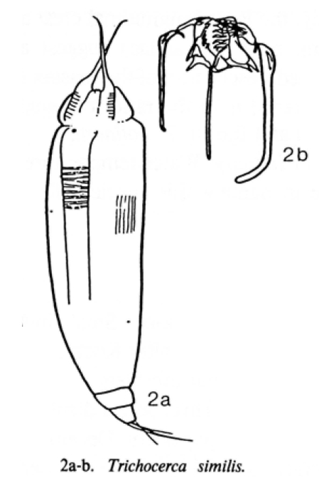 Trichocerca similis Trichocerca similis
