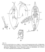 Trichocerca similis
