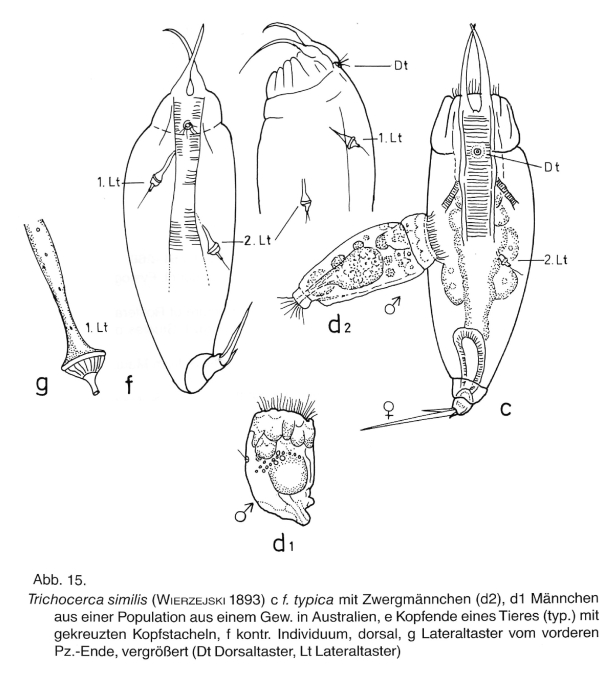 Trichocerca similis Trichocerca similis