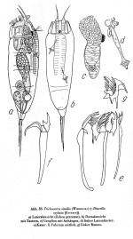 Trichocerca similis