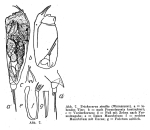 Trichocerca similis