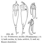 Trichocerca similis