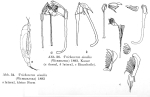 Trichocerca similis