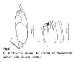 Trichocerca similis