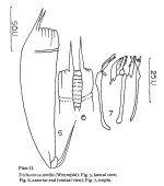 Trichocerca similis