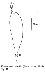 Trichocerca similis