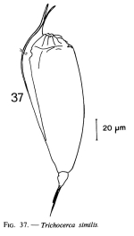 Trichocerca similis