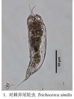 Trichocerca similis