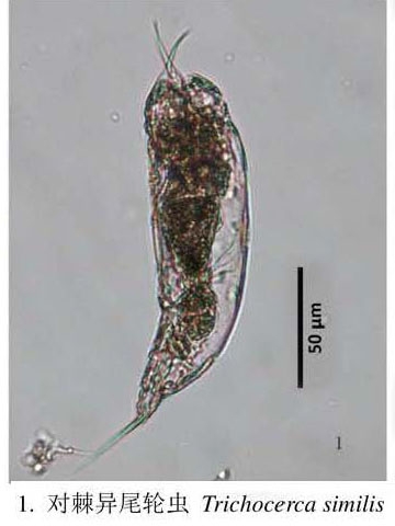 Trichocerca similis Trichocerca similis