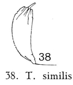 Trichocerca similis
