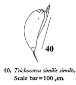 Trichocerca similis