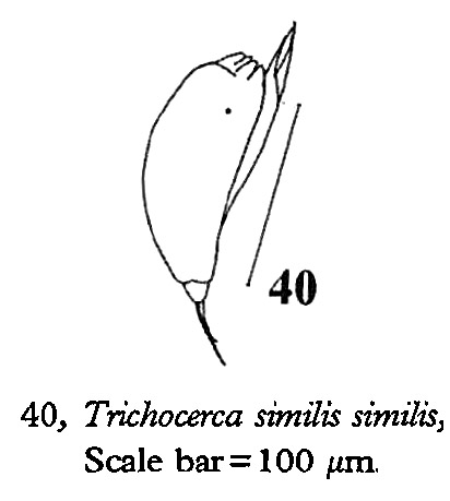Trichocerca similis Trichocerca similis