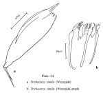 Trichocerca similis