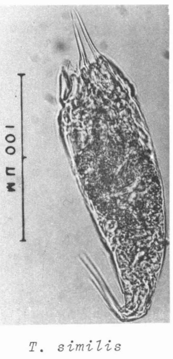 Trichocerca similis Trichocerca similis