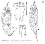 Trichocerca similis