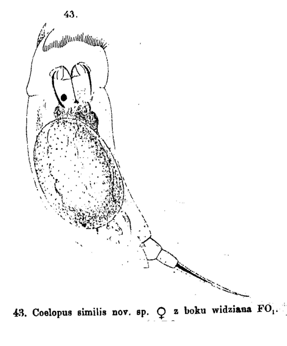 Trichocerca similis - Original description image