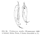 Trichocerca similis f. binoculata - Original description image