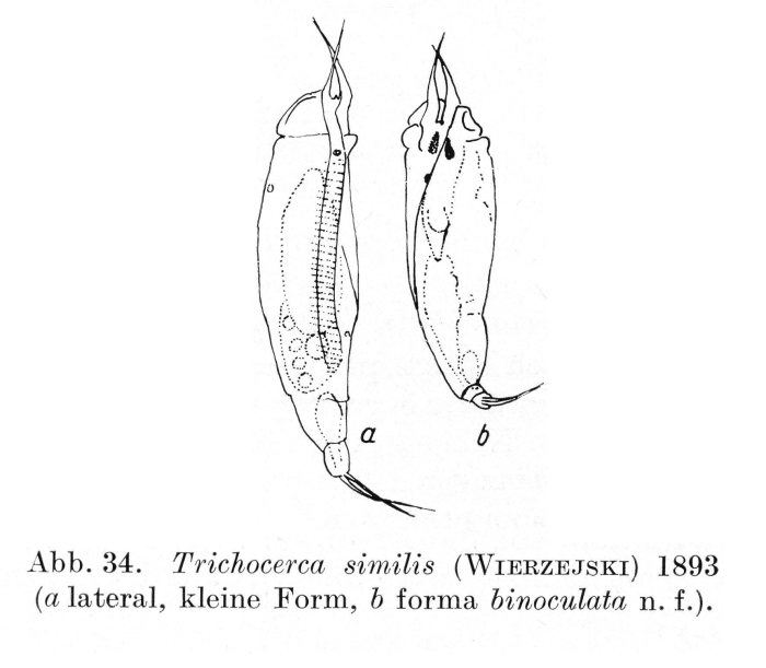 Trichocerca similis f. binoculata - Original description image