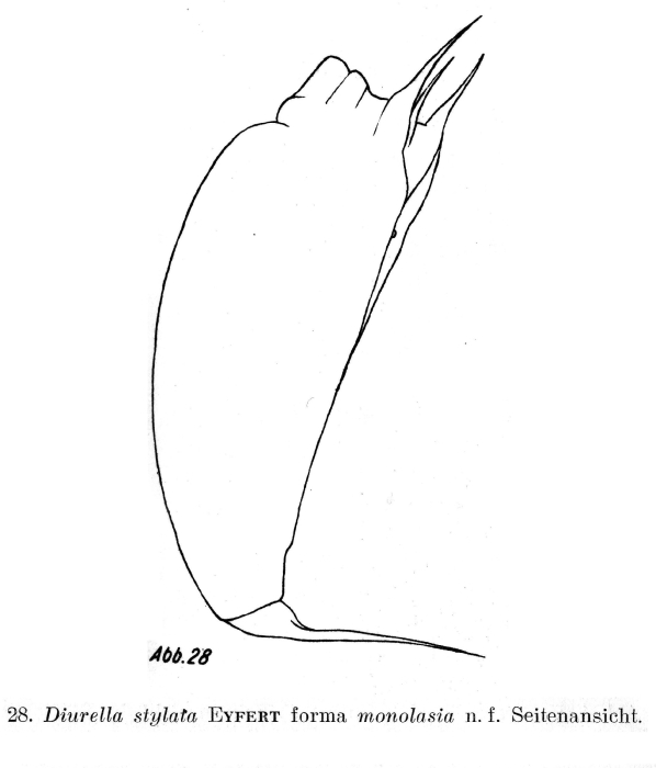 Trichocerca similis f. monolasia - Original description image