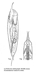 Trichocerca similis grandis