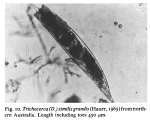 Trichocerca similis grandis