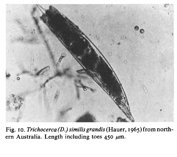 Trichocerca similis grandis Trichocerca similis grandis