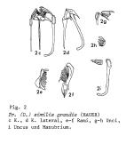 Trichocerca similis grandis