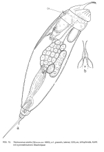 Trichocerca similis grandis