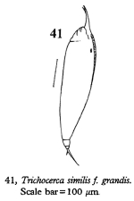 Trichocerca similis grandis