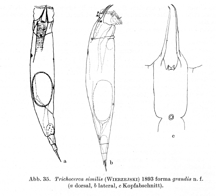Trichocerca similis grandis - Original description image