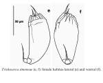 Trichocerca simoneae