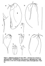 Trichocerca simoneae